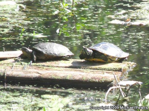 Red-eared Slider (Trachemys scripta elegans)