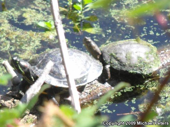 Red-eared Slider (Trachemys scripta elegans)