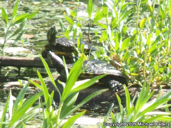 Red-eared Slider (Trachemys scripta elegans)