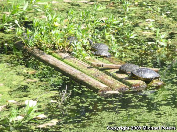 Red-eared Slider (Trachemys scripta elegans)