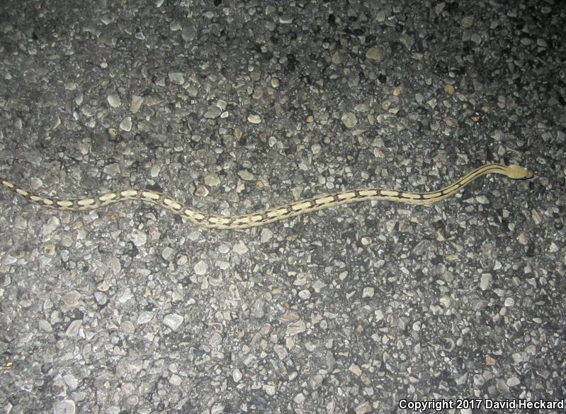 Trans-Pecos Rat Snake (Bogertophis subocularis)