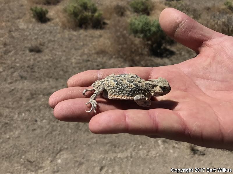 Northern Desert Horned Lizard (Phrynosoma platyrhinos platyrhinos)