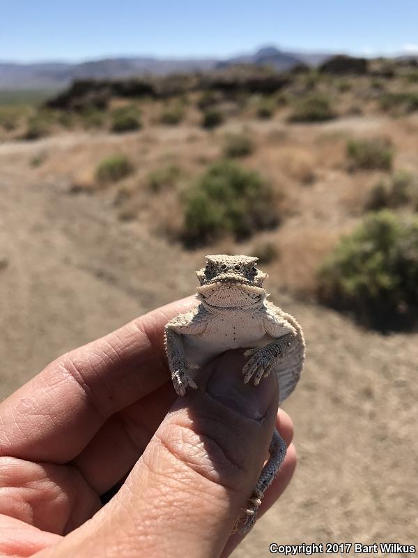 Northern Desert Horned Lizard (Phrynosoma platyrhinos platyrhinos)