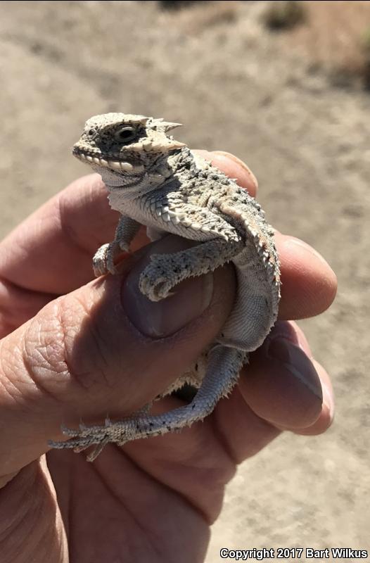 Northern Desert Horned Lizard (Phrynosoma platyrhinos platyrhinos)