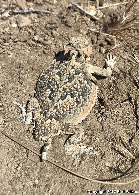 Northern Desert Horned Lizard (Phrynosoma platyrhinos platyrhinos)