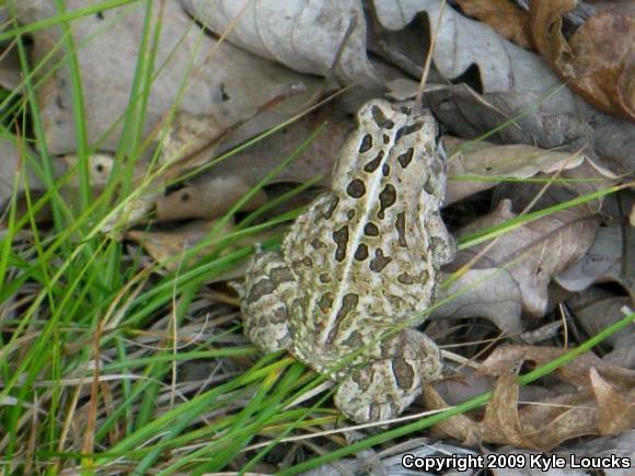 Fowler's Toad (Anaxyrus fowleri)