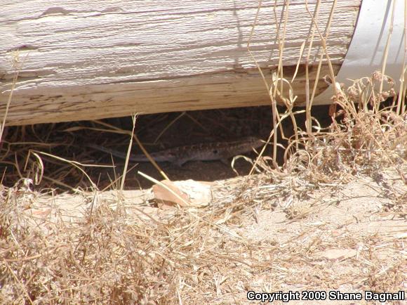 Common Side-blotched Lizard (Uta stansburiana)