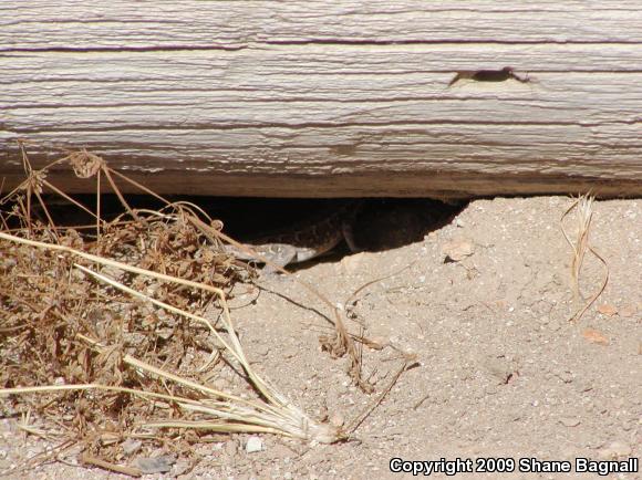 Common Side-blotched Lizard (Uta stansburiana)