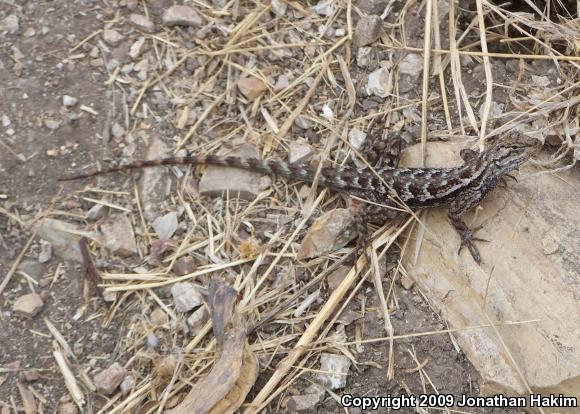 Great Basin Fence Lizard (Sceloporus occidentalis longipes)