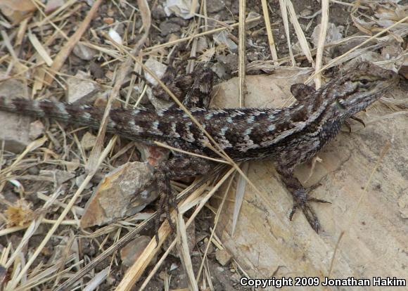 Great Basin Fence Lizard (Sceloporus occidentalis longipes)