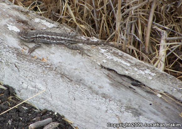 Great Basin Fence Lizard (Sceloporus occidentalis longipes)