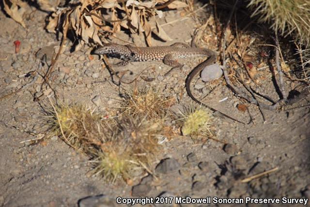 Sonoran Tiger Whiptail (Aspidoscelis tigris aethiops)