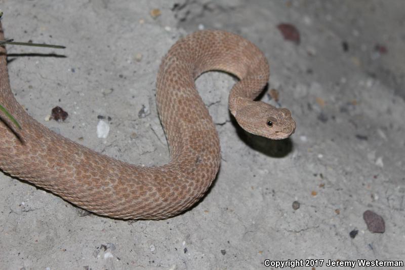 Midget Faded Rattlesnake (Crotalus oreganus concolor)