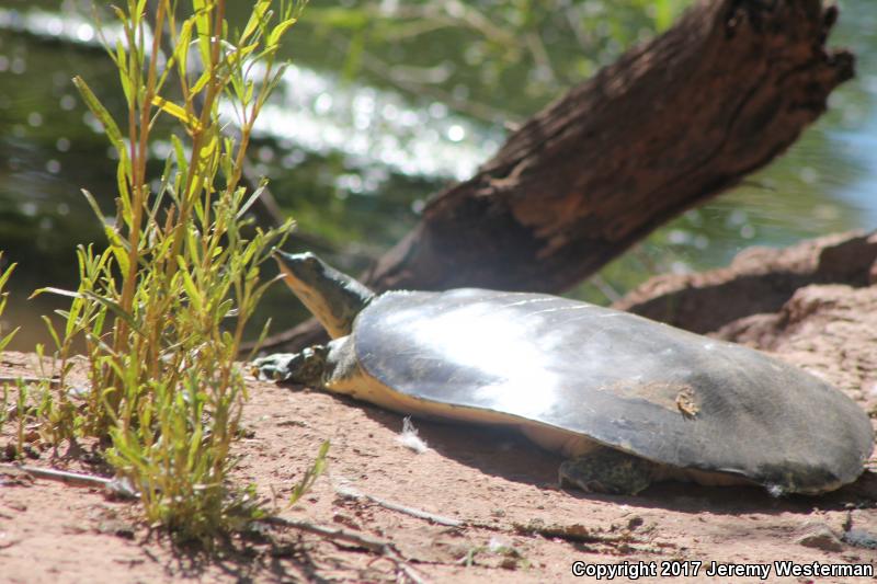 Texas Spiny Softshell (Apalone spinifera emoryi)