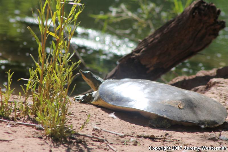 Texas Spiny Softshell (Apalone spinifera emoryi)