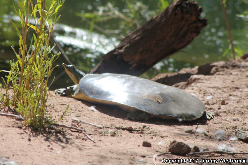 Texas Spiny Softshell (Apalone spinifera emoryi)