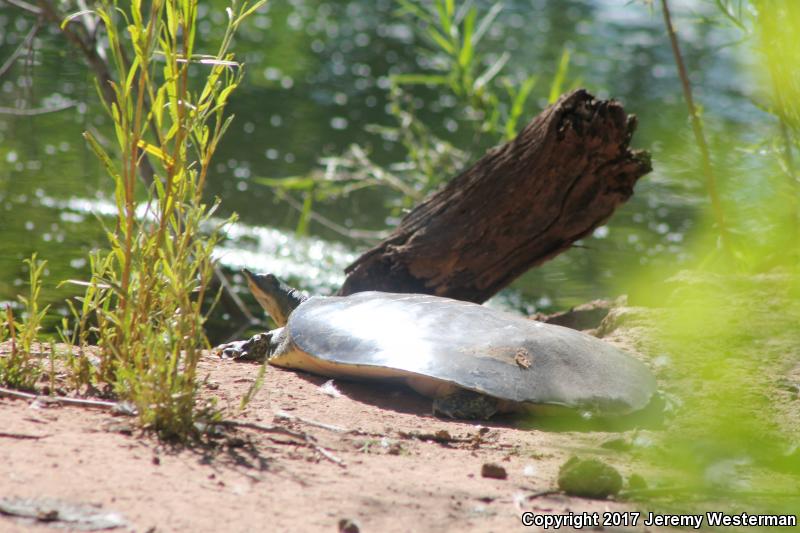 Texas Spiny Softshell (Apalone spinifera emoryi)