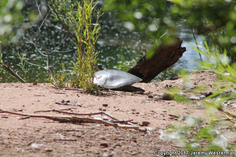 Texas Spiny Softshell (Apalone spinifera emoryi)