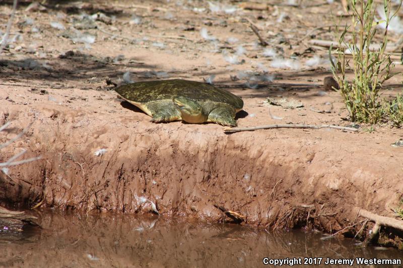 Texas Spiny Softshell (Apalone spinifera emoryi)