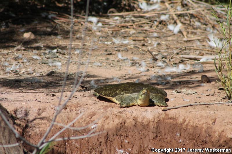 Texas Spiny Softshell (Apalone spinifera emoryi)