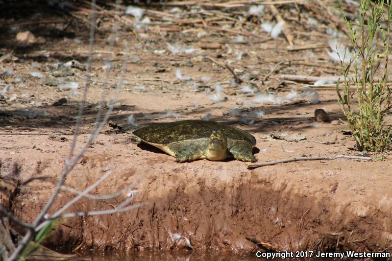 Texas Spiny Softshell (Apalone spinifera emoryi)