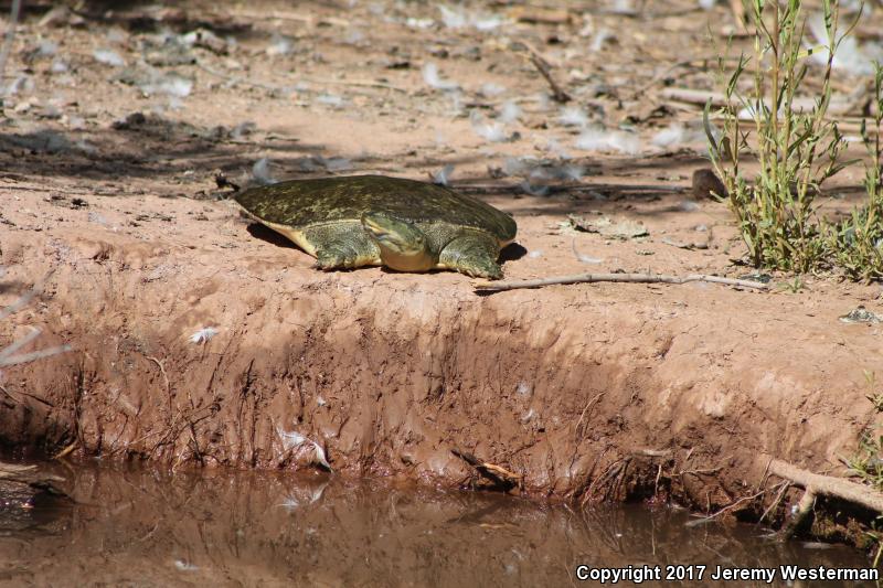 Texas Spiny Softshell (Apalone spinifera emoryi)