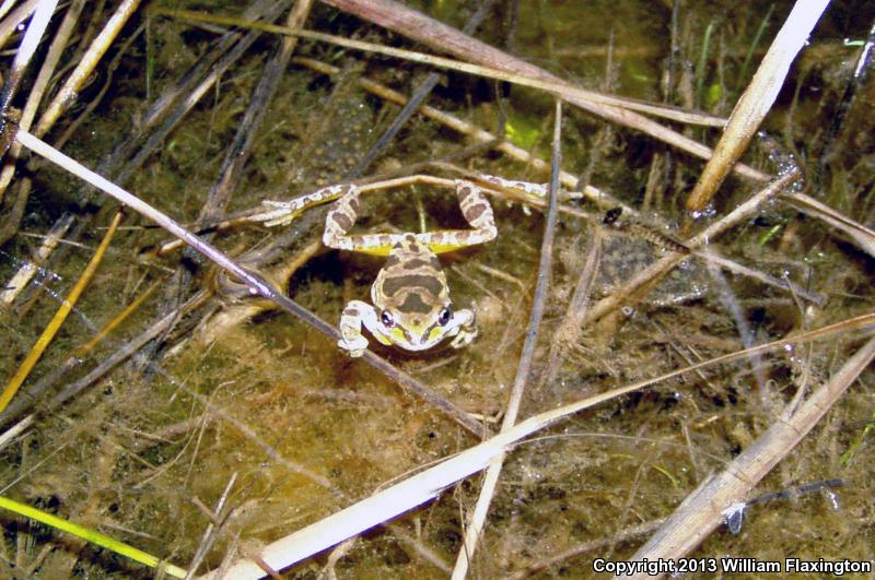 Baja California Treefrog (Pseudacris hypochondriaca)