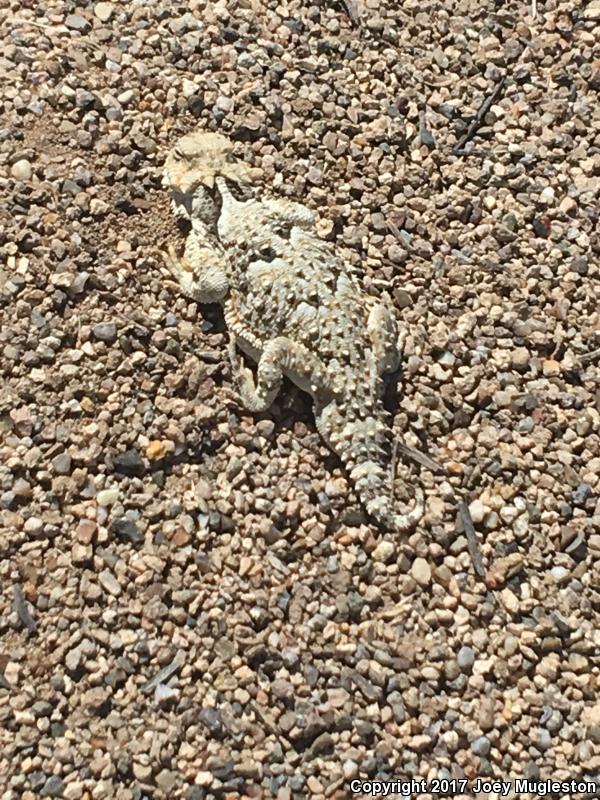 Northern Desert Horned Lizard (Phrynosoma platyrhinos platyrhinos)