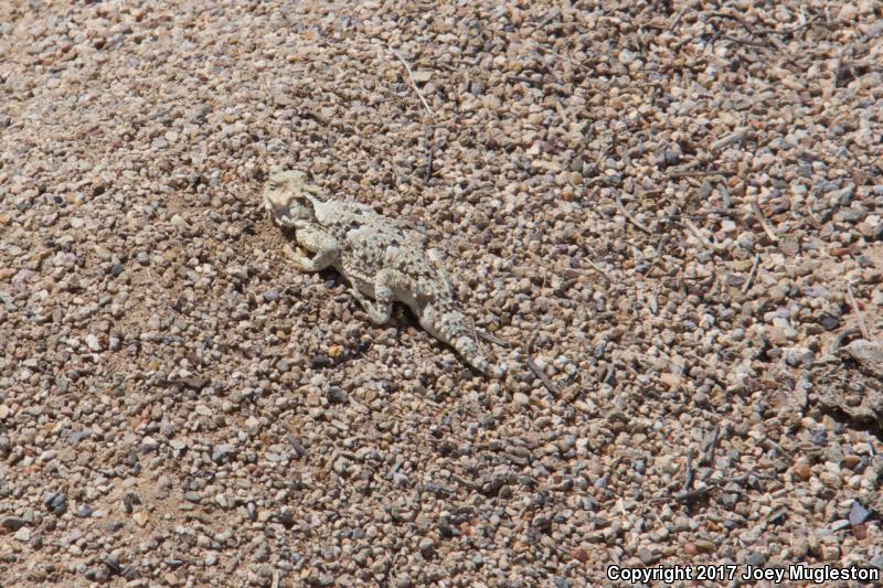 Northern Desert Horned Lizard (Phrynosoma platyrhinos platyrhinos)