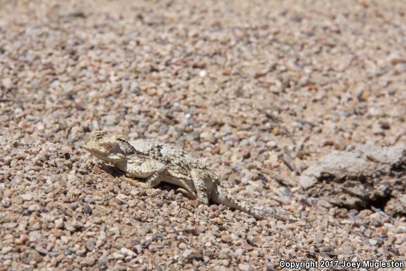 Northern Desert Horned Lizard (Phrynosoma platyrhinos platyrhinos)