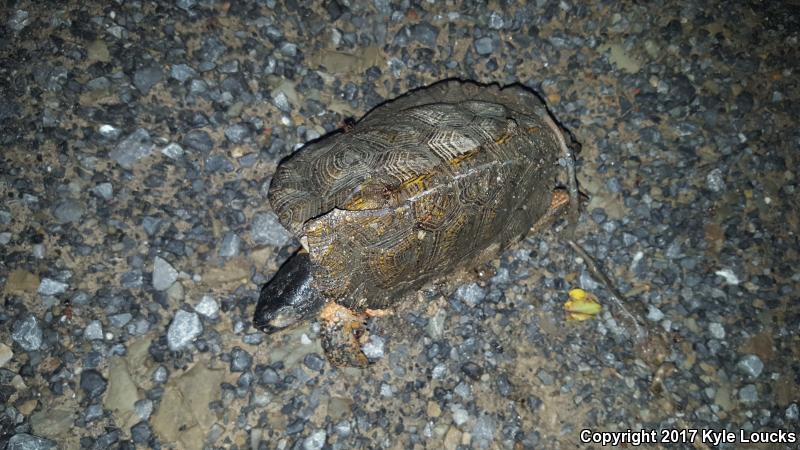 Wood Turtle (Glyptemys insculpta)