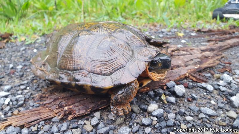 Wood Turtle (Glyptemys insculpta)