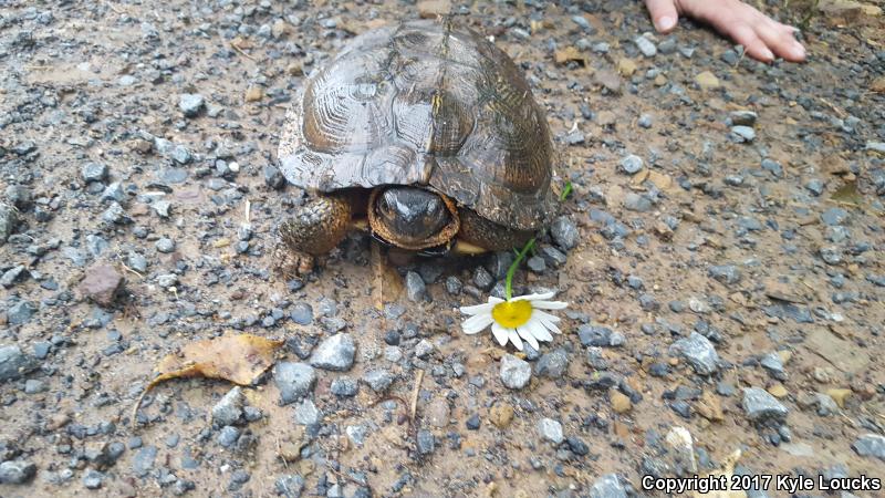 Wood Turtle (Glyptemys insculpta)