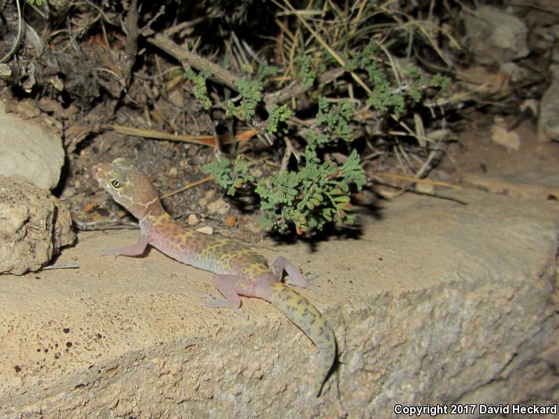 Texas Banded Gecko (Coleonyx brevis)