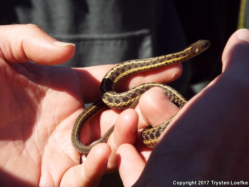 Maritime Gartersnake (Thamnophis sirtalis pallidulus)