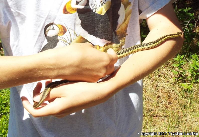 Maritime Gartersnake (Thamnophis sirtalis pallidulus)