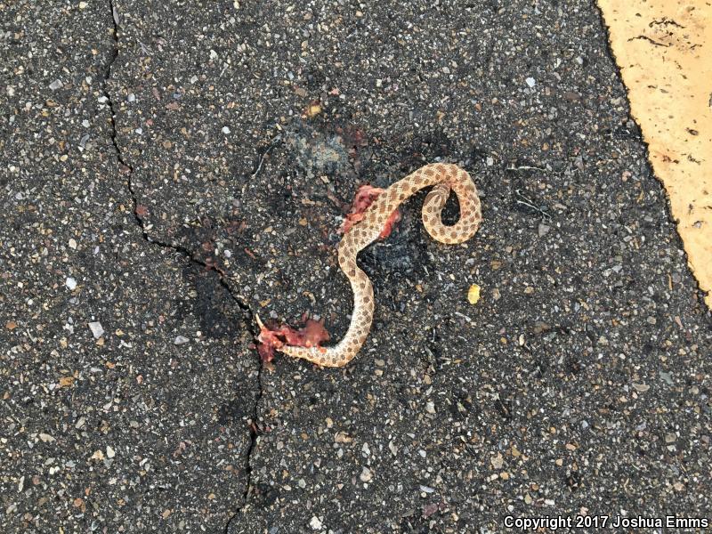 Plains Hog-nosed Snake (Heterodon nasicus)