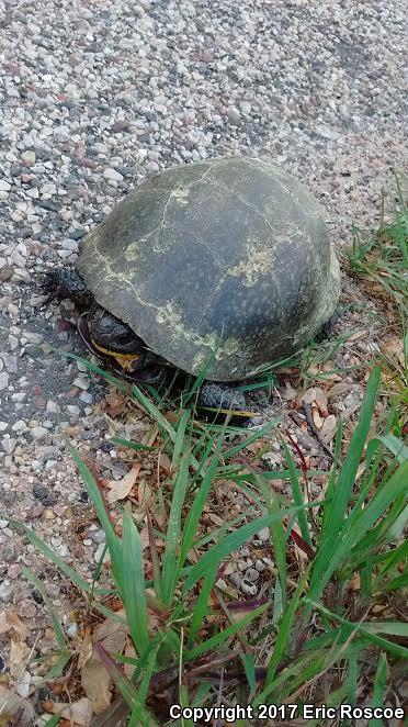 Blanding's Turtle (Emydoidea blandingii)