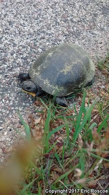 Blanding's Turtle (Emydoidea blandingii)