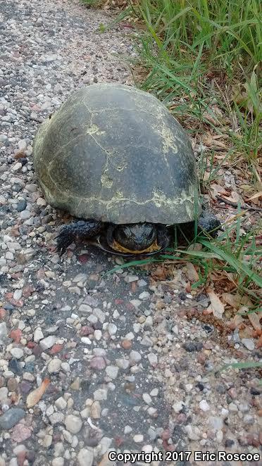 Blanding's Turtle (Emydoidea blandingii)