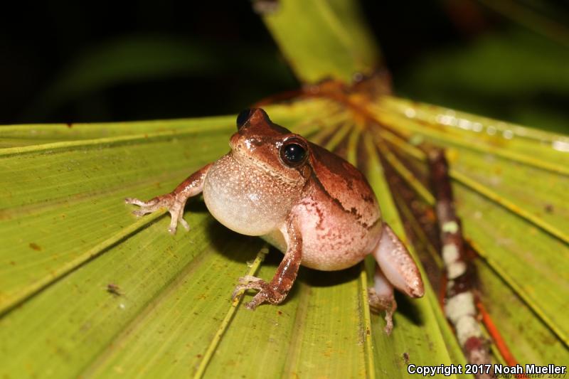 Pine Woods Treefrog (Hyla femoralis)