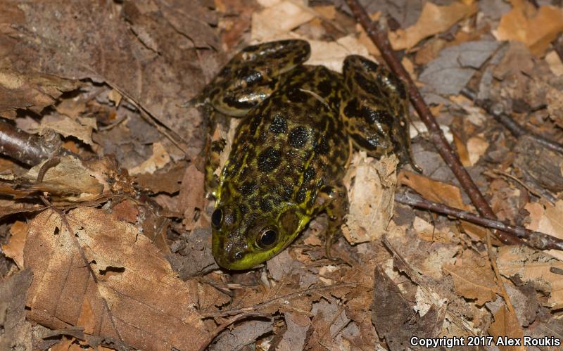 Mink Frog (Lithobates septentrionalis)