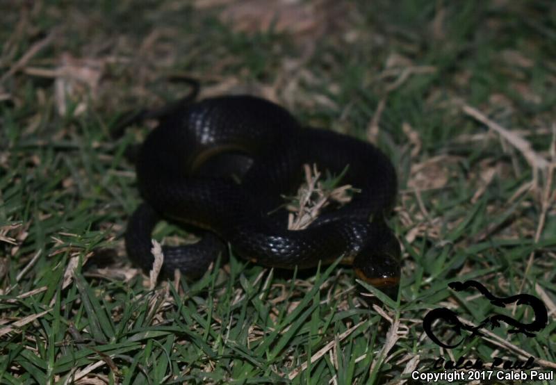 Glossy Crayfish Snake (Regina rigida rigida)