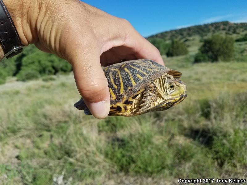 Ornate Box Turtle (Terrapene ornata ornata)