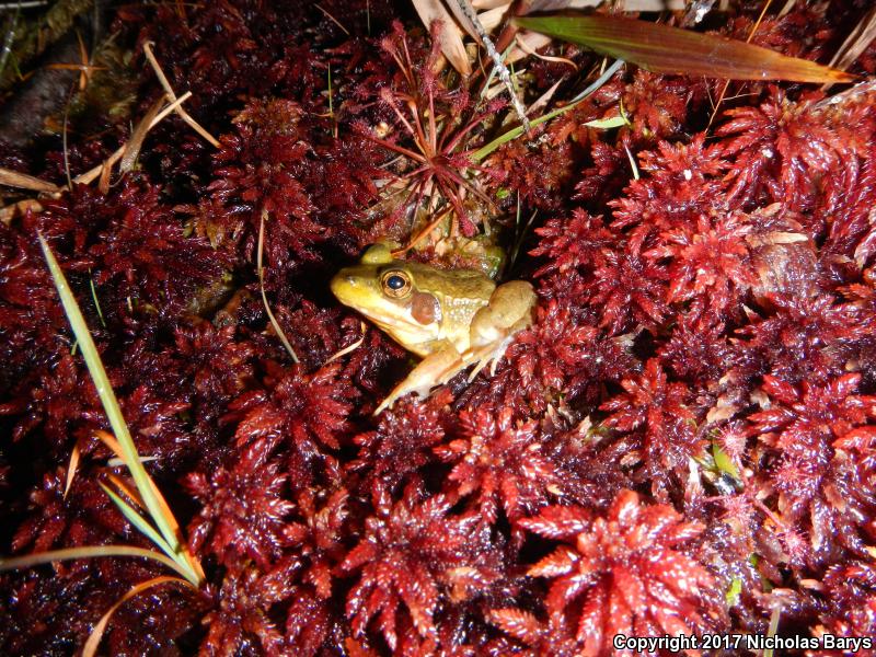 Florida Bog Frog (Lithobates okaloosae)