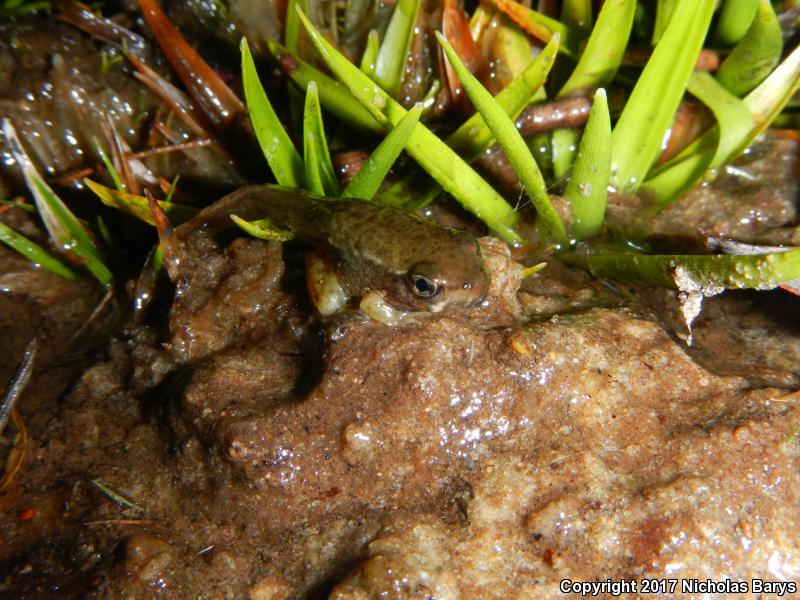 Florida Bog Frog (Lithobates okaloosae)