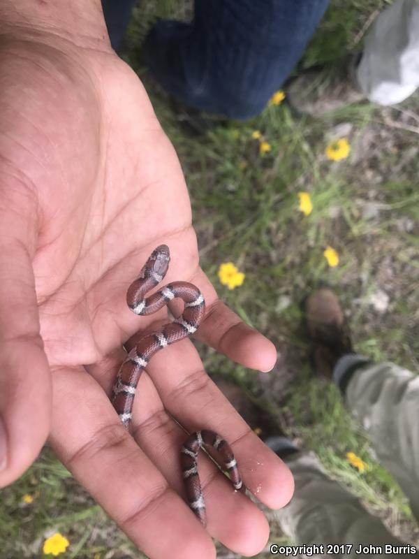 Red Milksnake (Lampropeltis triangulum syspila)