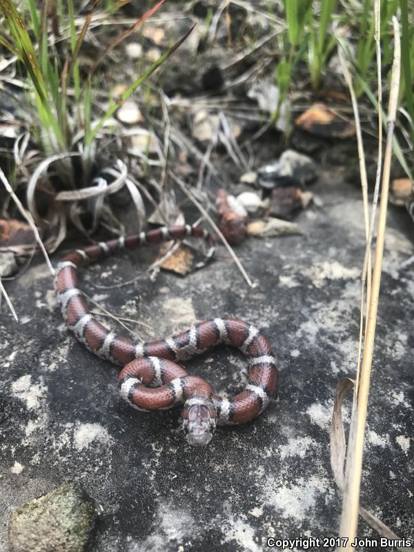 Red Milksnake (Lampropeltis triangulum syspila)