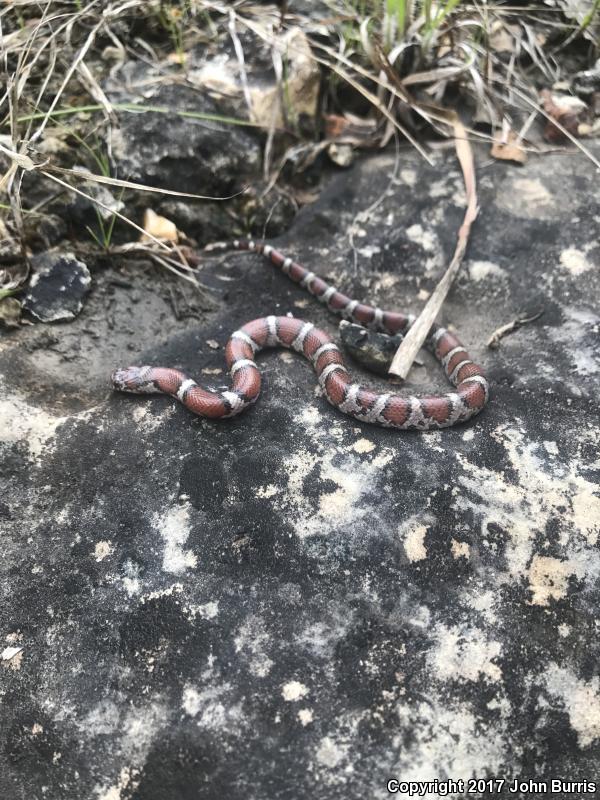 Red Milksnake (Lampropeltis triangulum syspila)