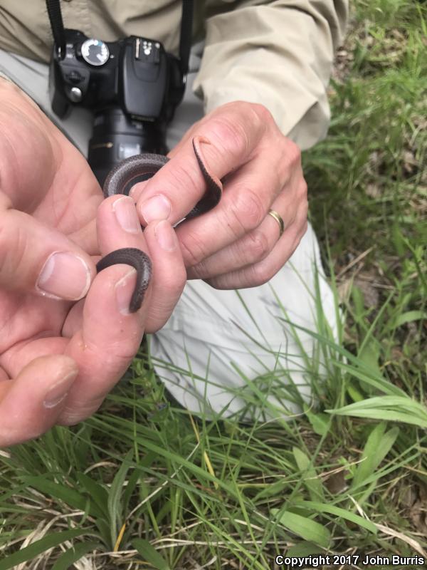 Western Wormsnake (Carphophis vermis)